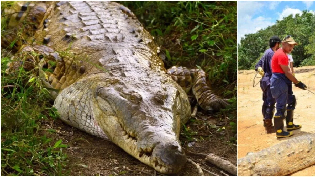 La respuesta de la U. Nacional sobre presunto canibalismo entre caimanes llaneros en centro de conservación: habría hacinamiento y animales mutilados