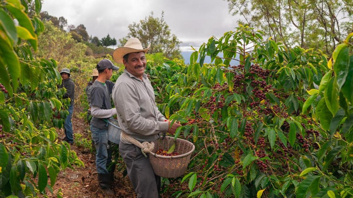 Así pierden hasta 20,8 % de sus ingresos los caficultores de las regiones de Colombia por la concentración de compradores: estudio analiza el fenómeno