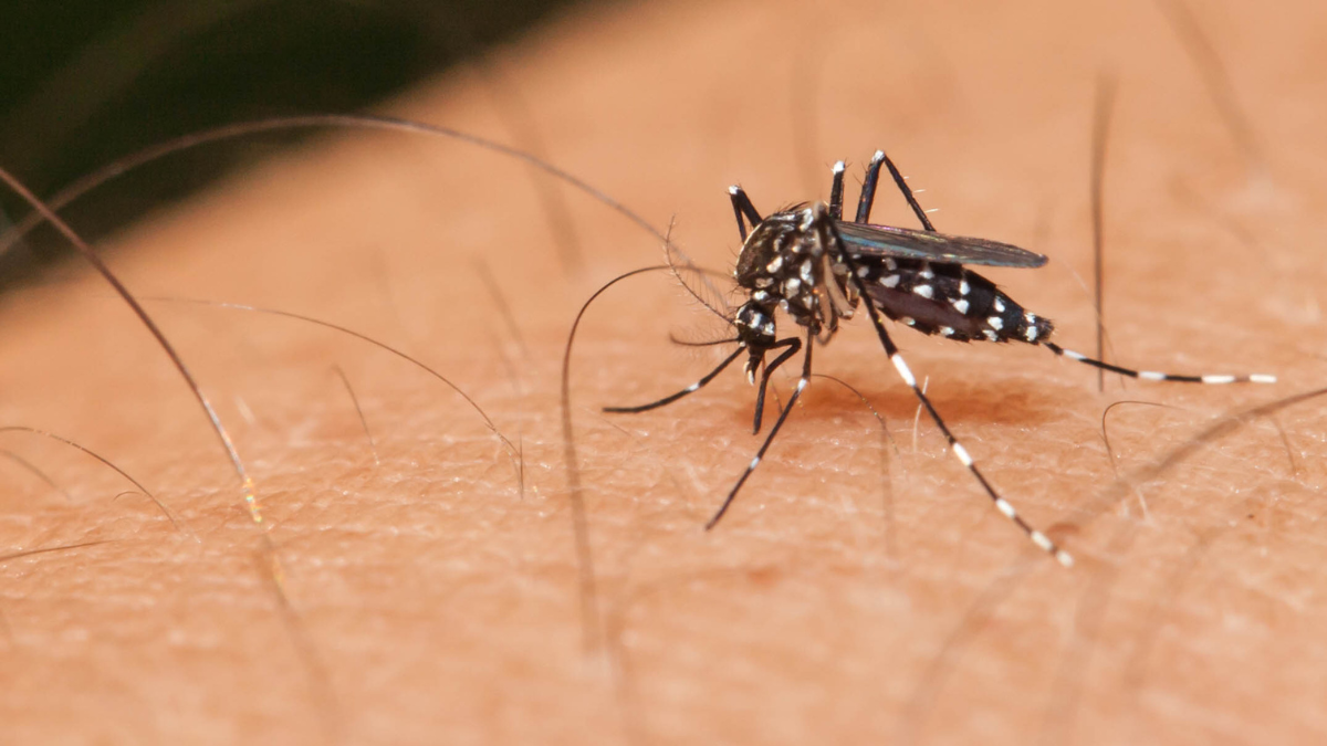 Atención Atlántico: estos son los cinco municipios en estado en alerta por el virus del dengue; se han detectado más de 3.400 casos en 2026