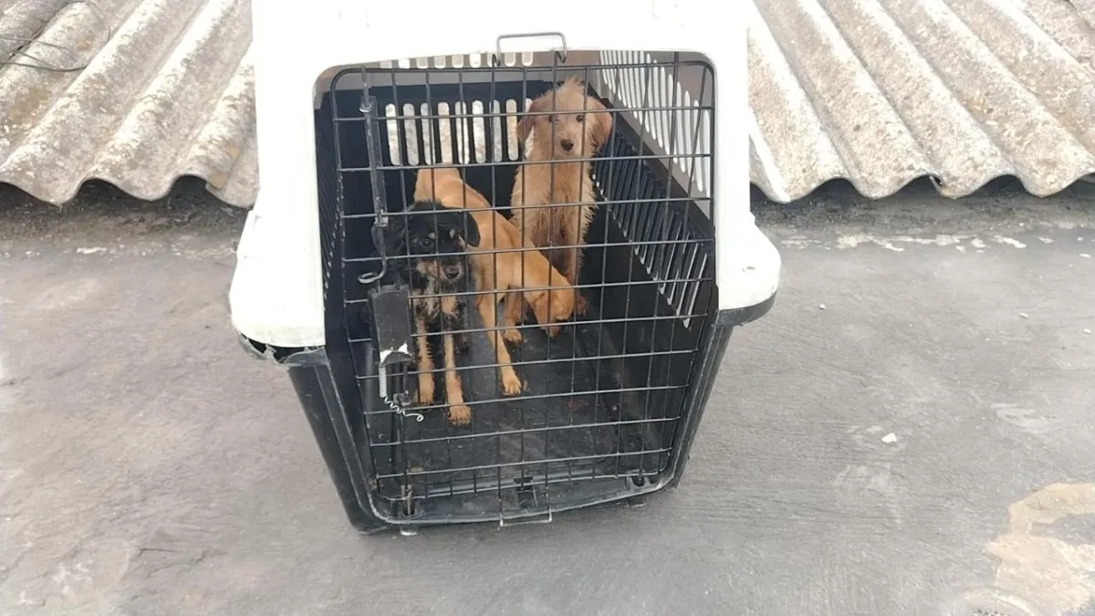 Rescatan a cuatro perritos maltratados en Valle: los aullidos de un cachorro alertaron a la Policía para capturar al dueño cuando lo hería en la calle