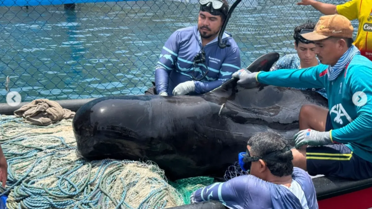 Video | Rescatan en playas de Tasajera a un delfín oceánico de más de tres metros: expertos evalúan su estado y buscan las causas del varamiento