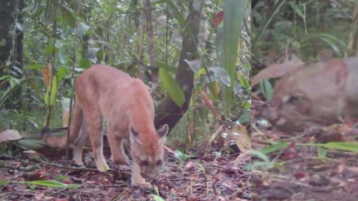 Puma y yaguarundí fueron captados por cámaras trampa en el Parque Nacional Natural Tinigua, en el departamento del Meta